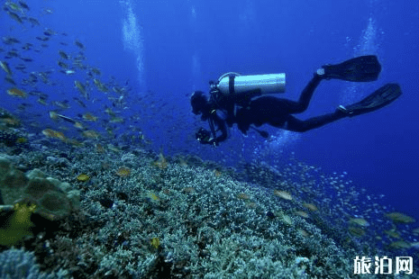 潜水有几种类型 什么是自由潜水