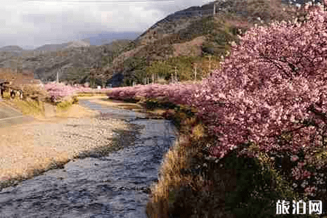 日本樱花几月份盛开 2019日本樱花观赏地推荐